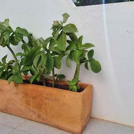 La Casa De Palomitas Apartment Corralejo
